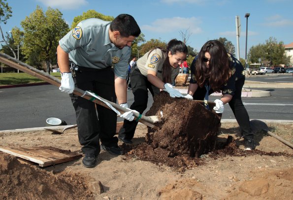 Staff members planting trees. 